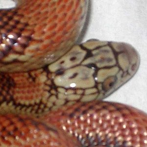 goini x brooksi 2 detalle.JPG