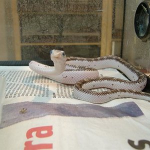 DSCF3712 (Medium).JPG