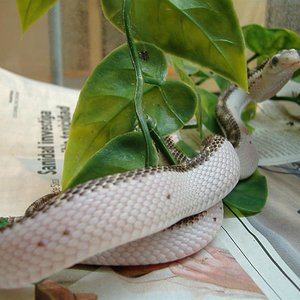 DSCF3720 (Medium).JPG