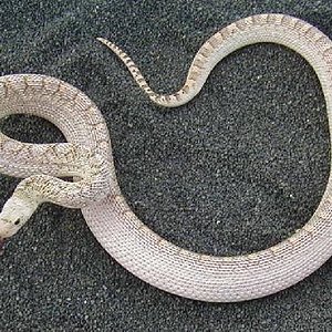 whitw sided sayi.jpg