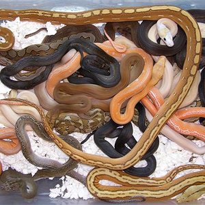 ReticPileUp[1] (Small).jpg