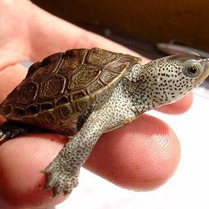 malaclemys-peque.jpg