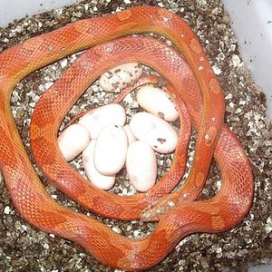 puesta motley hypo 2.jpg