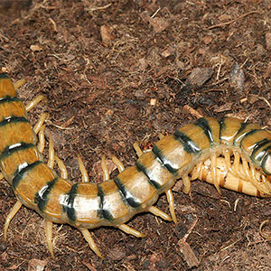 escolopendracingulata7.jpg