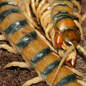 escolopendracingulata.jpg