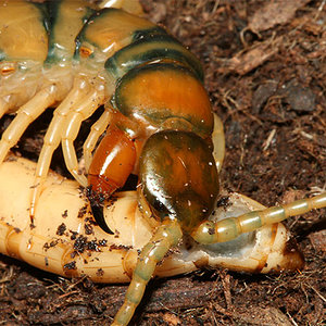 escolopendracingulata6.jpg