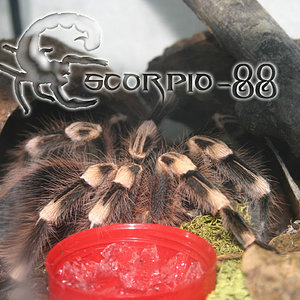 Acanthoscurria geniculata adulta.JPG