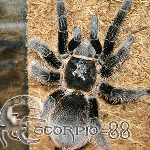 Brachypelma albopilosa 1.JPG