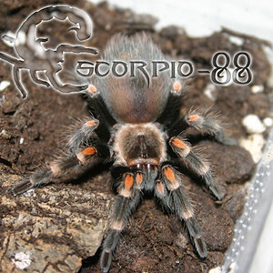 Brachypelma auratum.JPG