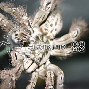 Heteroscodra maculata 1.JPG