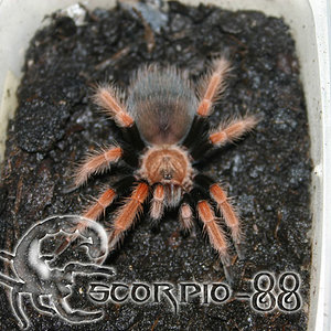 Brachypelma boechmei.JPG