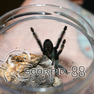 Psalmophoeus irminia.jpg