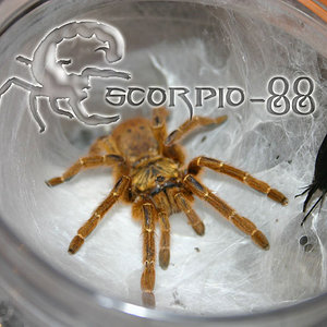 Ptrinochilius murinus 1.jpg
