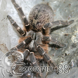 Ceratogyrus darlingi 1.JPG