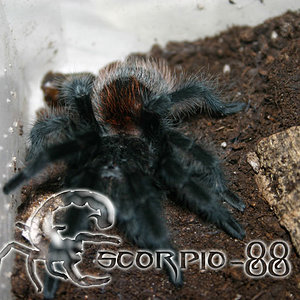 Grammostola actaeon.JPG