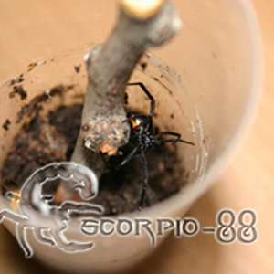 Latrodectus mactans mactans.jpg