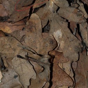 Phyllocrania Paradoxa.1.jpg