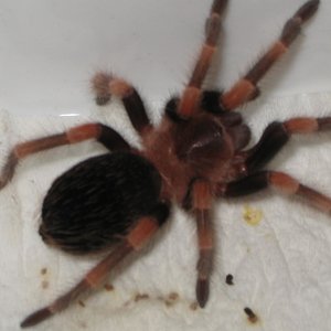 TARANTULA 001.jpg