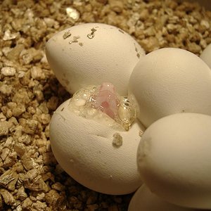 DSCF3743 (Medium).JPG