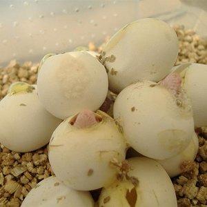 DSCF3756 (Medium).JPG