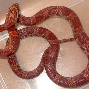 Sunkissed  mayo 2008.jpg