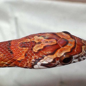 Sunkissed cabeza mayo 2008.jpg