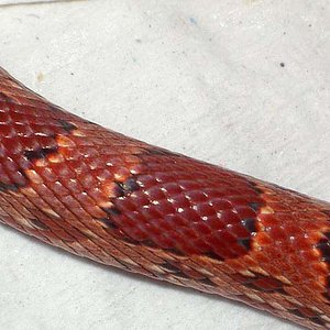 Sunkissed cuerpo mayo 2008.jpg