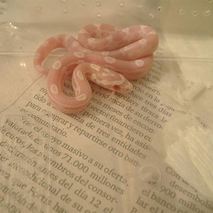 DSCF3797 (Medium).JPG