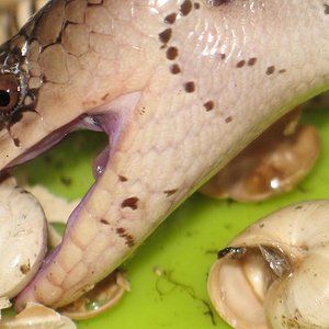 gerrardii redu 1.JPG