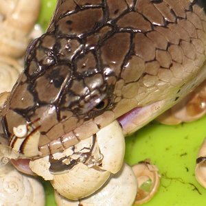 gerradii reduc 2.JPG