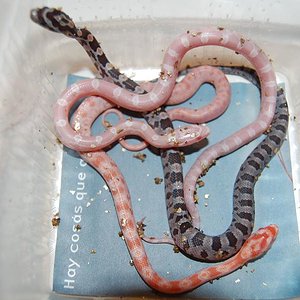 snow , albina , nominal.JPG