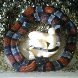 Alterna puesta 1.jpg