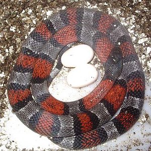 Alterna puesta 2.jpg