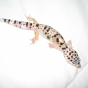 femea clara 21,5gr net.JPG