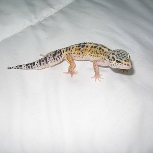 femea escura 22,5gr net.JPG