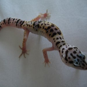 macho claro 17,5gr net.JPG