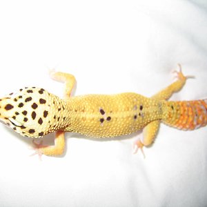 tangerina carrot tail femea 38,5gr net.JPG