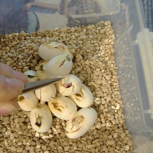 puesta anery (Medium).JPG