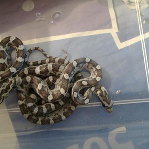 ghost + ghost motley (Medium).JPG