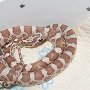 Cria guttatus ghost 1.jpg