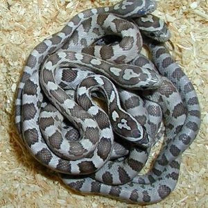 ghost002kornnatterlexikon.de (Medium).jpg