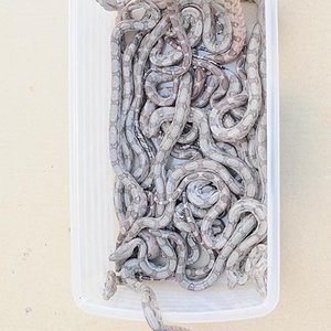 hogg island  06-06-08.JPG