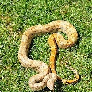 hogg island male.JPG