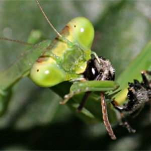 s.viridis.jpg