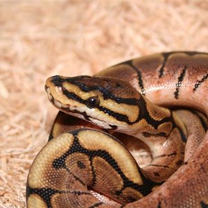 IMG_0950 (Small).JPG