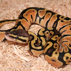 IMG_0955 (Small).JPG