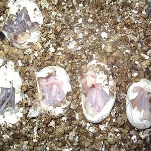 Eclosion blood 3.jpg