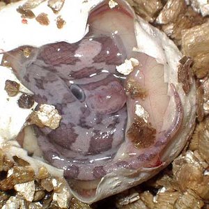 Outcrossed blood.jpg