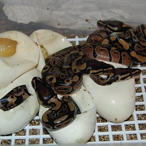 regius 08 nacimiento.JPG