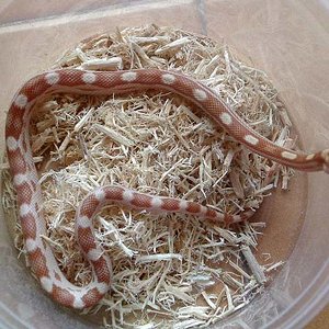 Butter motley junio 08.jpg